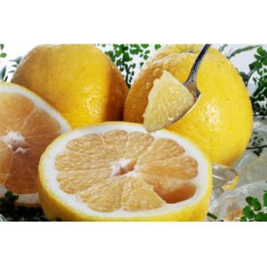 八幡浜産・河内晩柑8kg【訳あり】【C56-23】