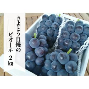 岡山県の代表葡萄「ピオーネ」 上級品 3-5房入/計2kg～(岡山県産) 果樹園で長く愛される葡萄!