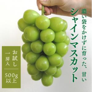 【お試し便】シャインマスカット 1房入 500g以上　(岡山県産) きよとう果樹園のこだわりシャイン