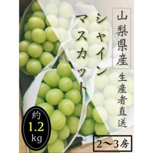 ふるさと納税 笛吹市 生産者直送!山梨県笛吹市産!シャインマスカット　約1.2kg以上(2〜3房)