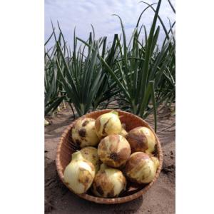 【数量限定】白子町産　こだわり新玉葱　11kg