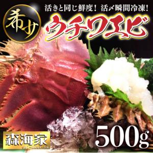 活き〆ウチワエビ500gセット(3～6尾)天然高知県産