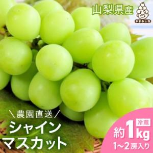 【2026年発送】シャインマスカット 約1kg (1～2房) 朝採り シャインマスカット