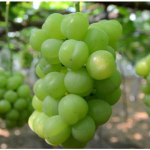 ふるさと納税 東かがわ市 種なし皮ごと「瀬戸ジャイアンツ」約1.2kg家庭用