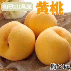 【数量限定】人気の和歌山県産黄桃(つきあかり)約2kg　秀品【2026年度発送分】
