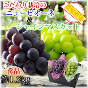 【2026年8月より順次発送】農家直送 シャインマスカット&ニューピオーネ約1.2kg