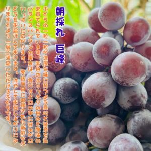 ふるさと納税 有田川町 【先行受付・2026年...の詳細画像1