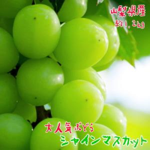《2026年 先行受付》農園直送 朝採り シャインマスカット 約1.2kg(2～4房)