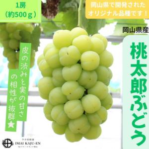 【2026年発送】岡山県産　桃太郎ぶどう1房(約500g)(クール便)