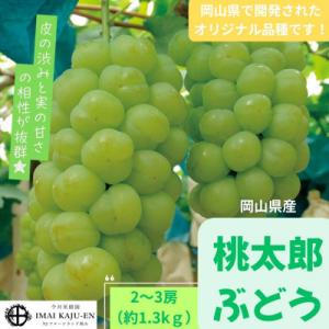 【2026年発送】岡山県産　桃太郎ぶどう約1.3kg(2～3房)(クール便)