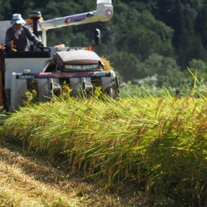 ふるさと納税 南魚沼市 【令和7年産】≪無洗米...の詳細画像2