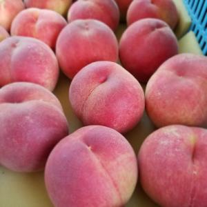 ふるさと納税 紀の川市 和歌山県産桃 約1.8...の詳細画像2