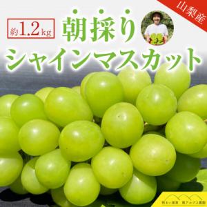 ふるさと納税 南アルプス市 【数量限定:先行受付　9月〜10月発送】果物王国厳選　シャインマスカット...