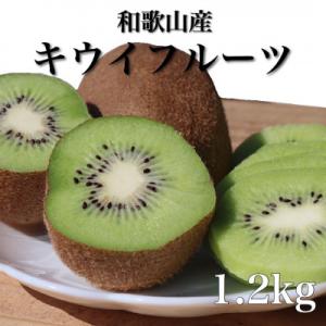 ふるさと納税 九度山町 和歌山産　キウイフルーツ　約1.2kg　秀品｜y-sf