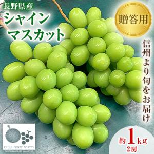 2026年発送「産地より信州中野の旬をお届け」 シャインマスカット　贈答用　約1kg