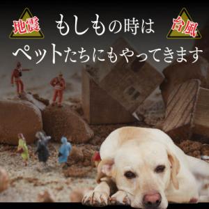 ふるさと納税 稚内市 常温保存OK ペットの非...の詳細画像1