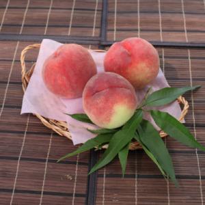 2026年先行予約 厳選!桃 約2kg(5～8玉) 山梨県南アルプス市産