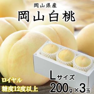 ふるさと納税 井原市 【2024年発送】岡山白桃 ロイヤル 3玉×200g (Lサイズ) 岡山県産