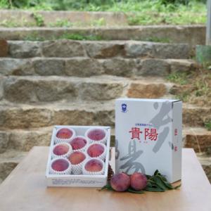 ふるさと納税 山梨市 【ふるさと納税】2026年発送 山梨県山梨市産 貴陽すもも 約1.5kg (8玉〜10玉程度)
