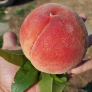 【2026年発送】農家直送の桃　2kg