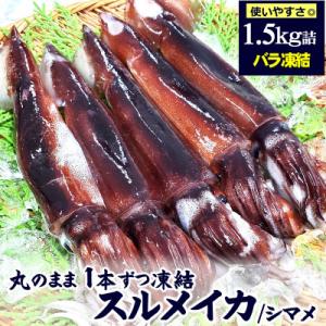 スルメイカ(冷凍)たっぷり約1.5kg　サイズ不揃い　兵庫県新温泉町