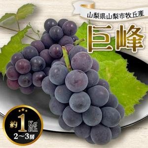 2026年発送 山梨県山梨市牧丘産 巨峰 約1.0Kg以上 2～3房