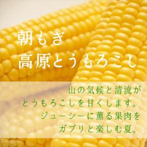 【朝もぎ高原とうもろこし】10本・約4kg　南信州 売木村産 甘味抜群の特産品!