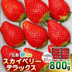 【先行予約・数量限定】完熟朝摘みスカイベリー　デラックス　800g　2026年12月～発送開始