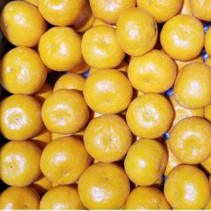 1年限定特別品　家庭用訳あり　温州みかん5kg　サイズミックス