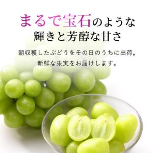 ふるさと納税 笛吹市 【2026年発送】シャイ...の詳細画像1