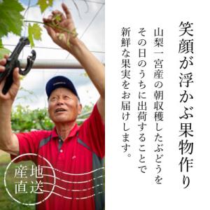 ふるさと納税 笛吹市 【2026年発送】シャイ...の詳細画像3