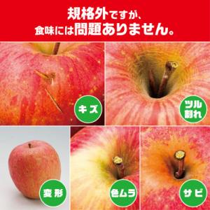 ふるさと納税 黒石市 今年も約10kgお届けします!　訳ありりんご「サンふじ」24〜46個入【R7年12月中旬〜発送開始】