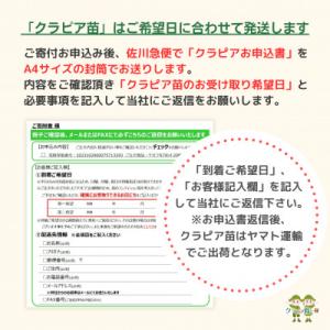 ふるさと納税 小山市 グランドカバー植物「クラ...の詳細画像2