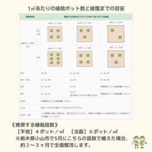 ふるさと納税 小山市 グランドカバー植物「クラ...の詳細画像3