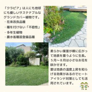 ふるさと納税 小山市 グランドカバー植物「クラ...の詳細画像1