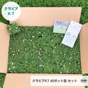 ふるさと納税 小山市 グランドカバー植物「クラピアK7」40ポット苗セット【お申込書返信後、ご希望日...