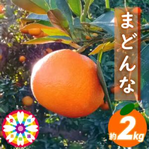 愛咲果樹園「 まどんな 」約2kg 【C71-9】