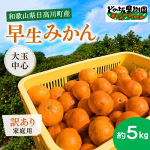 甘い!旨い!早生みかん5kg(家庭用・ワケあり・大玉中心)/和歌山県日高川町産