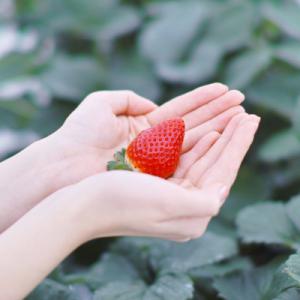 ふるさと納税 山元町 (農場直送)ミガキイチゴ...の詳細画像3