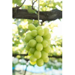 信州の高原育ちシャインマスカット 大きい600g×2房入り1.2kg