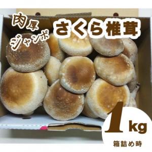 ふるさと納税 さくら市 オーガニック栽培肉厚ジャンボな”さくら椎茸”1kg箱詰め(個数おまかせ)