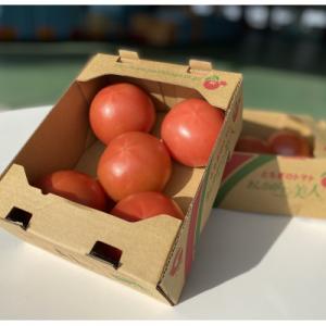 太陽の恵みを受けて育った　あしかが美人トマト1kg×2箱