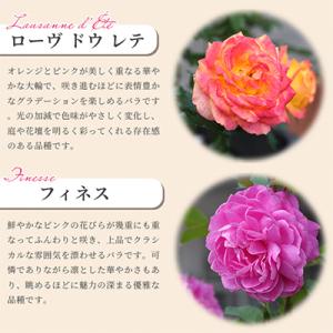 ふるさと納税 枚方市 京阪園芸 バラ 鉢植え ...の詳細画像1