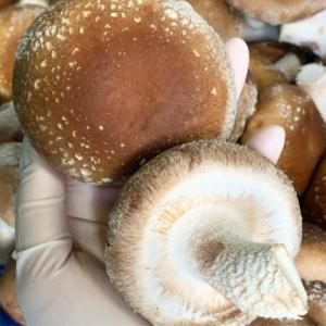 【菌床しいたけ】採れたて新鮮!贅沢な食感 (1kg×1箱)