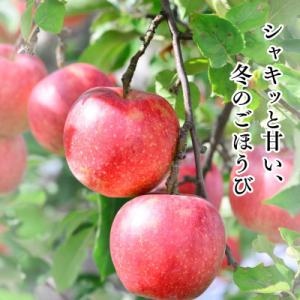 ふるさと納税 山形県 【訳あり】山形県産 サン...の詳細画像3