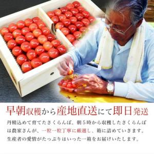 ふるさと納税 山形県 【順次お届け中!】 さく...の詳細画像2