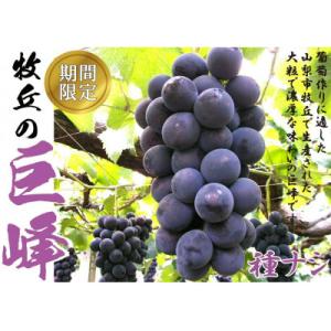 2026年8月下旬より順次発送巨峰の丘巨峰のプロがお届けする巨峰(種なし)2房(1kg以上)