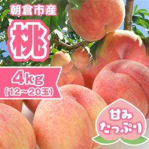 ふるさと納税 朝倉市 朝倉市産　桃　約4kg(12〜20玉)｜y-sf