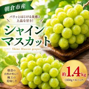 朝倉市産　シャインマスカット　約1.4kg(350g×4パック)
