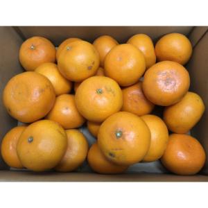 【先行受付2027年】訳ありせとか　約3kg